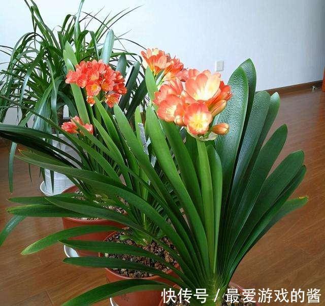 10大吉祥花,好养又高档,家里养一盆,有花有果招财又旺家