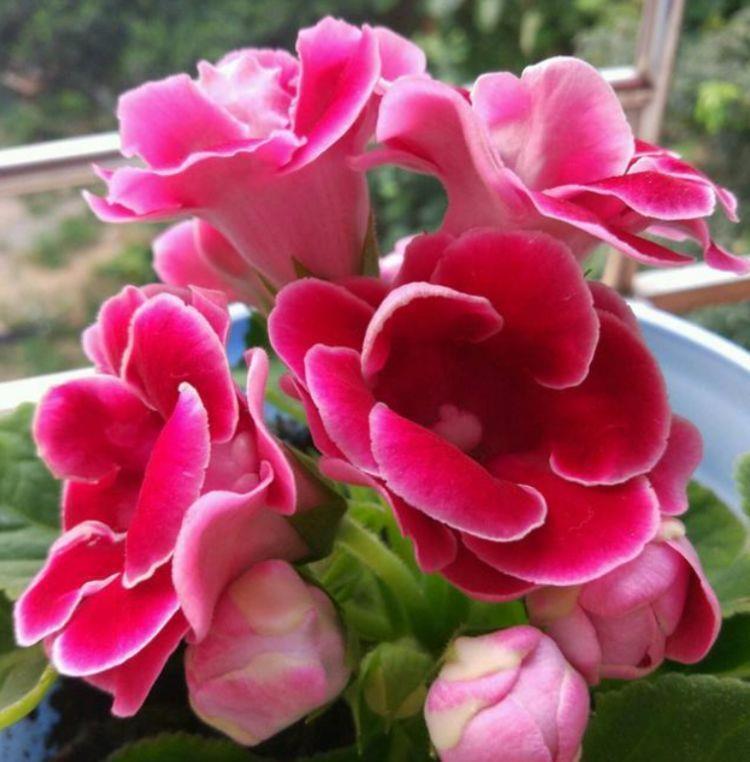 几种花养在家里，花大色很艳，韵压群芳超美丽，很值得拥有