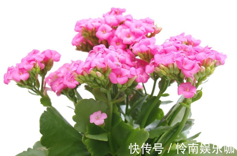 花期长,花色美,养护好,价值高,你了解过吗