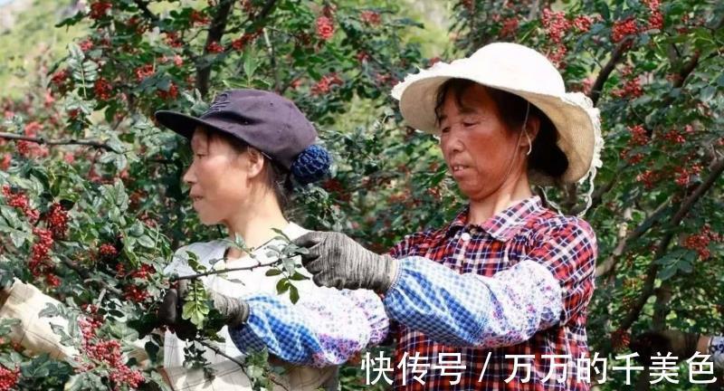 流感|秋后泡“花椒”,疾病不见了,用不了半月,3个好处不请自来