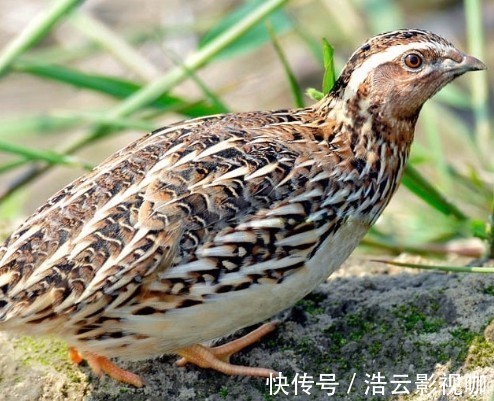 枸杞|激活雄性激素的“冠军”原来不是枸杞，男人敞开食用，唤醒肾动力