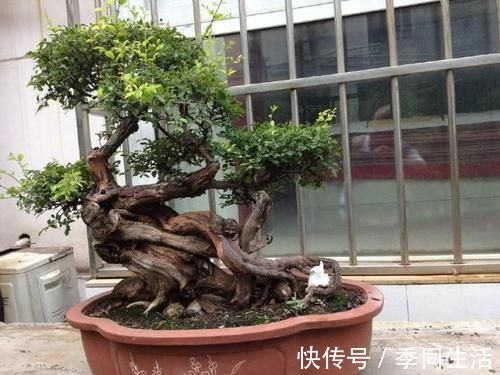 雀梅盆景的一些养护技巧,简单易懂,不知道这些养护技巧,会吃亏