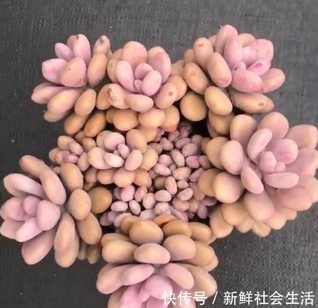 养多肉,就养这“6盆”,越长越肥,颜色越来越好看,太美了!