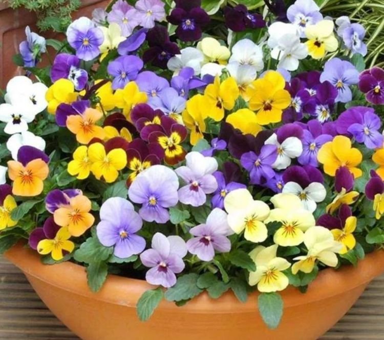 4种花是“开花机器”，全年开花不断，枝叶繁茂，开花艳丽多姿