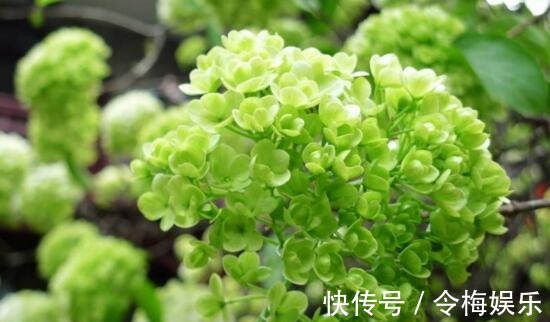 六种不怕冬季的花卉,越冷开花越多越漂亮,在冬天轻松开花爆盆!