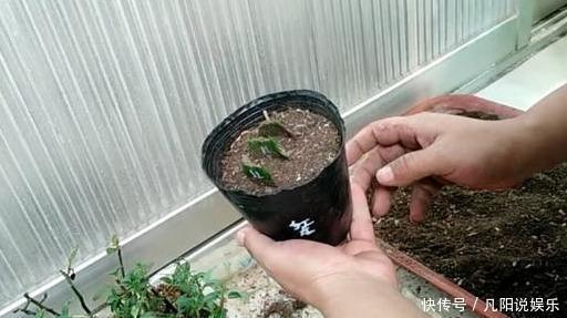 扦插“蟹爪兰”，生根后快“挪窝”，挪一棵爆一盆