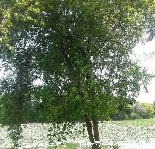 印度老山檀全攻略,看完不上当!