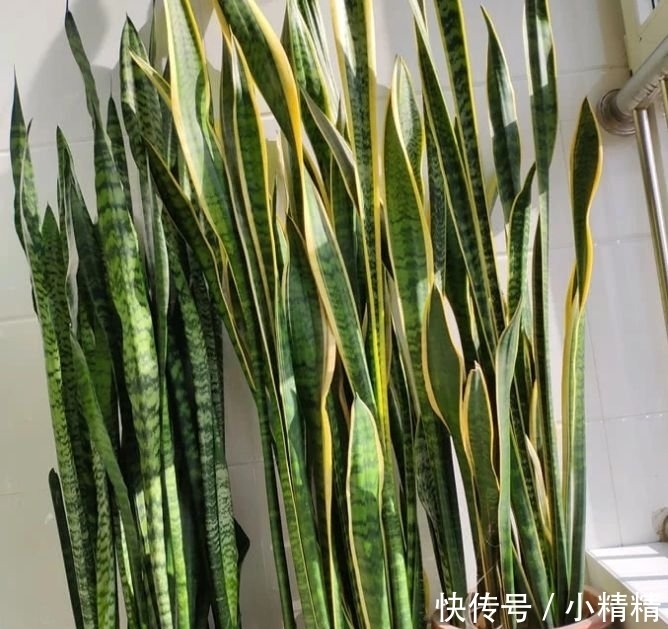 海棠花|四种花常年开花易爆盆,被称为花卉界的劳模,开花漂亮一年不停