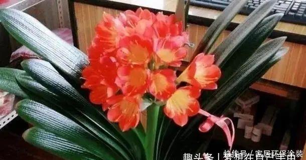 移栽|养花换盆换土知识点:夏季给这4种植物分株移栽,注意别伤根