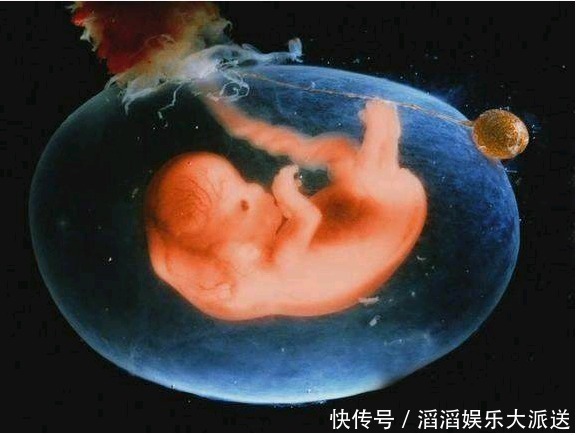 肉球|胎宝成型前的三个月,都在“忙”什么发育阶段挺神奇的!