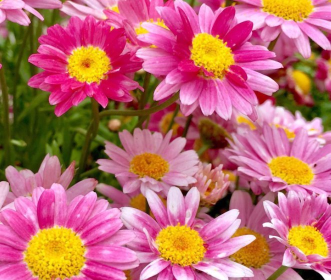 自然|这几种可以吸收尼古丁的植物,养在家中,让空气清新自然