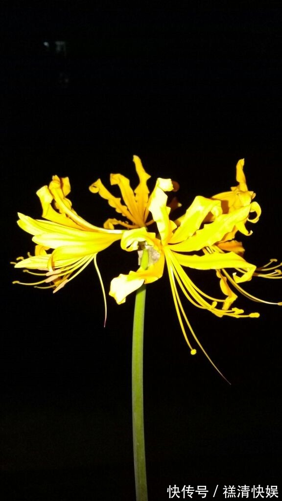 这花名字独特,秋天赏完金黄大花,满地的种子任你捡!