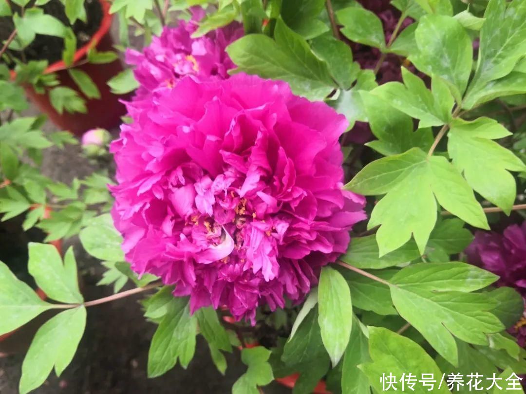 带花芽的枝条不能修剪，未来全是花苞，一剪就亏了