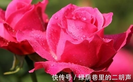 小雪后,养什么花?以下3种“富贵花”,寓意吉星高照富贵如意