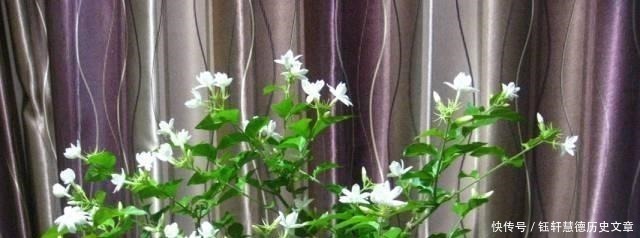 泥土|户外挖“2种土”养花,君子兰长得像“大白菜”,茉莉花“爆盆”