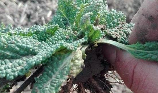 癞蛤蟆草|被误解最深的野菜，叶子长满疙瘩却价值珍贵，炒鸡蛋是一绝