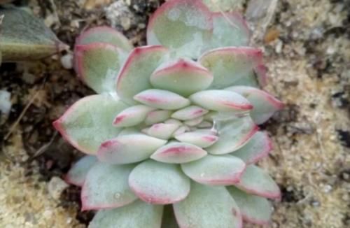 多肉从小苗养成老桩是什么样的体验？当然是没状态也成就感满满的