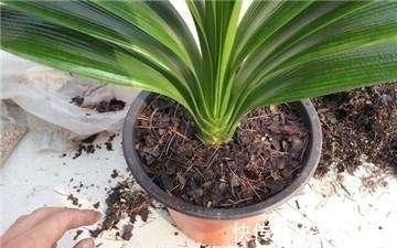 家养君子兰长势差?给它来一勺油,黄叶烂根通通不见了!