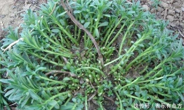 农村这种植物可以抵抗零下30度的低温,具有让人意想不到的疗效