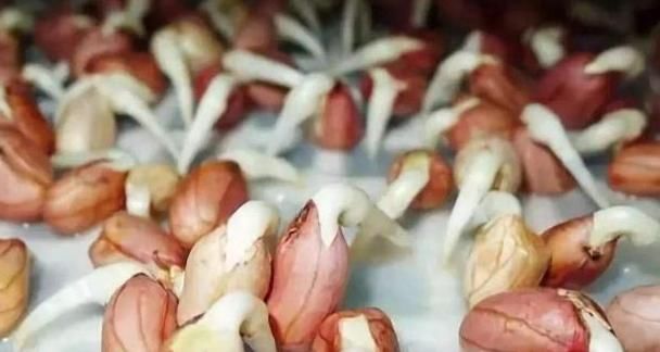 大蒜|几类蔬菜发芽后是“宝”,不仅没毒还营养丰富,很多人却白白丢掉