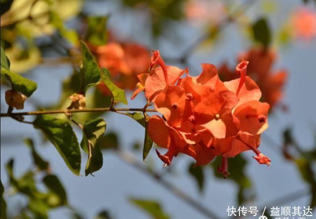 花草盆栽:6种冬天开花的植物,随便养上一盆,美翻整个寒冬!