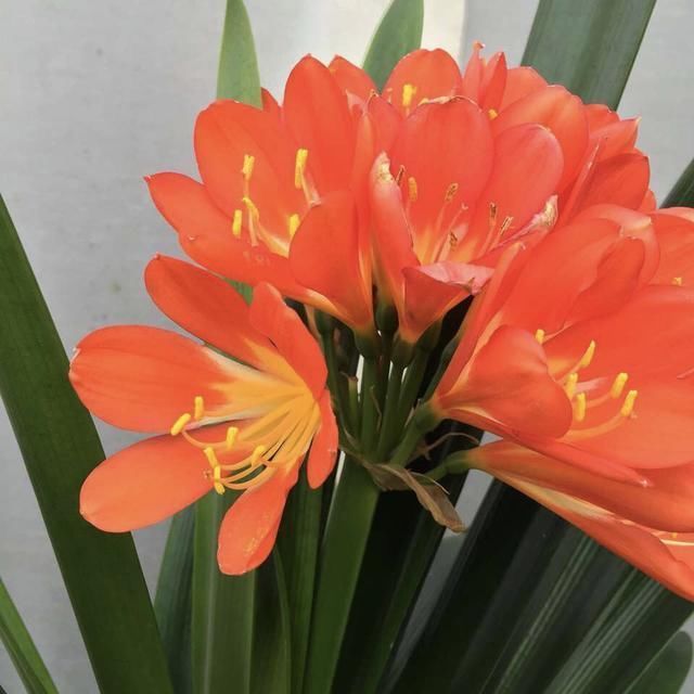 肥料|养君子兰,用上2种肥料,养根又养叶,不花钱就能养爆盆