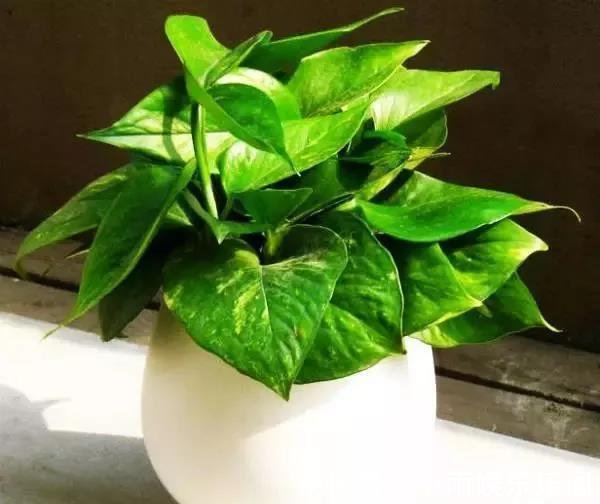 冬季养花大全,家里有这21种花的看过来