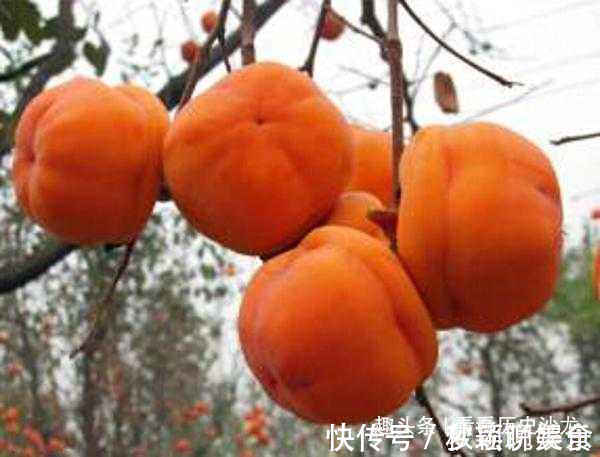 疾病|一个柿子可治“3种”疾病,很多人还蒙在鼓里,花了很多冤枉钱