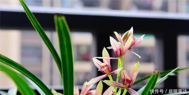 养兰花,注意这2点,兰花不烂根,不易腐,叶绿又亮,花朵呼呼开