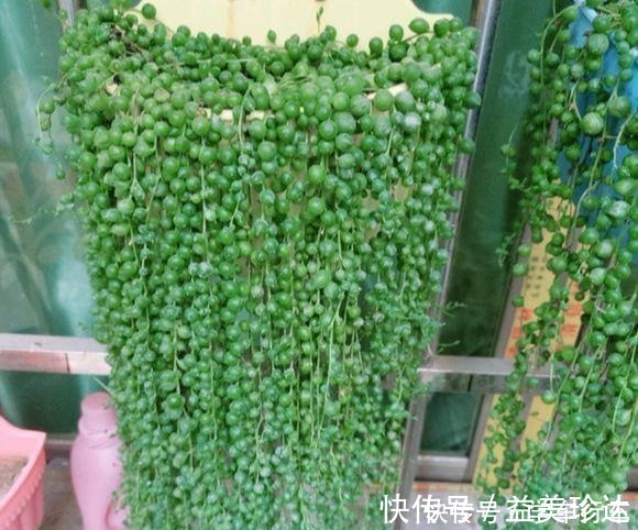 绿珍珠|“吊着养”的多肉,不要控养撒欢长,千珠万珠垂落,阳台一片好景!