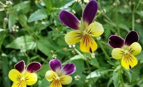 此款花卉，花艳易爆盆，沾点水就疯长，开花勤还爱爆盆，美