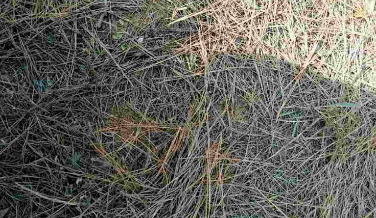 养花土不够透气,用上处理好的松针、河沙,养啥花根都长得壮