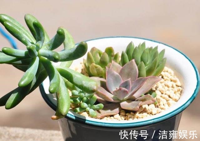 花盆|多肉变老桩,选盆不能凑合,用大盆效果差,教你不用颗粒土养好