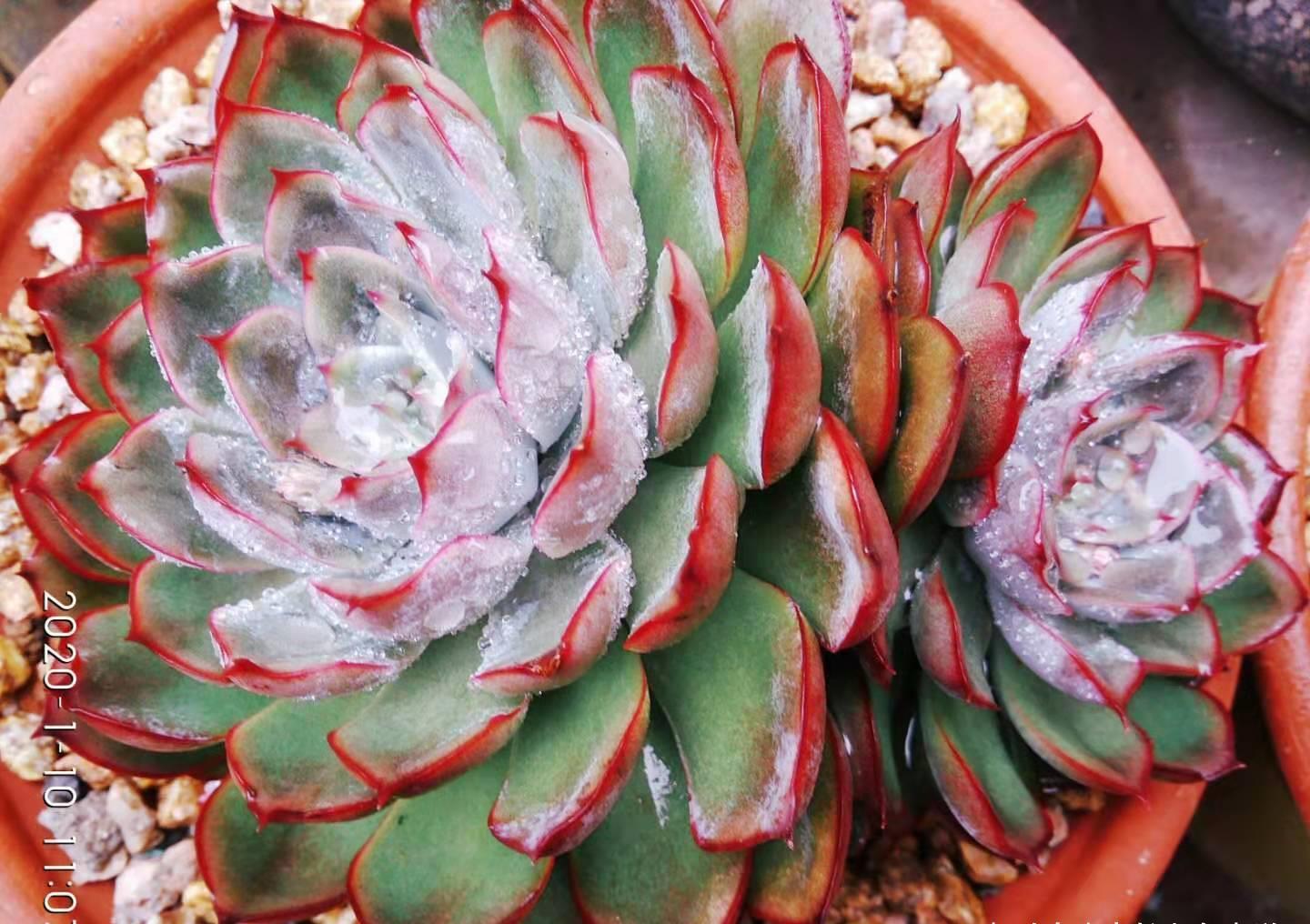 老桩|想听跟肉友分享多肉的故事?这必须有,而且还不少,但你有酒吗?