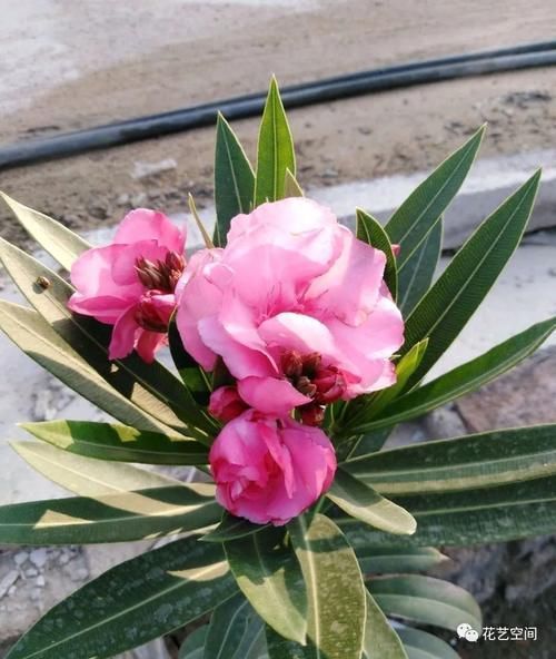 夹竹桃|家里有小孩,这几种花万万不能养,小心“酿成悲剧”!