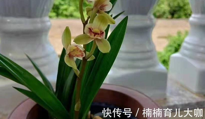 兰花缺“肥”会出现的症状,早点知道才能早“下药”,救命!