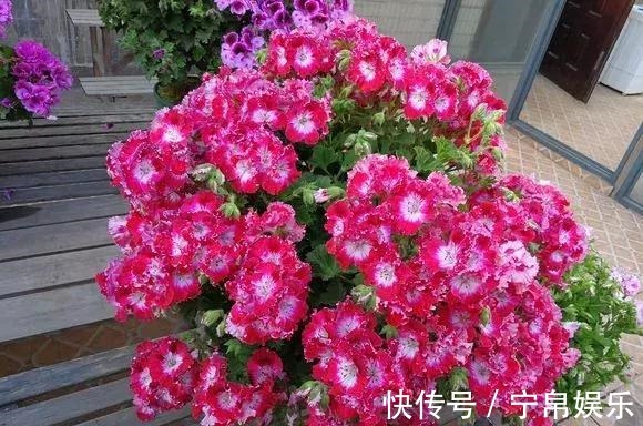 德利|1种花“人人爱”,耐旱好养,新手也能花开成球,一开300天!