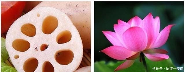吃起来|吃了38年莲藕, 才知道“7孔”和“9孔”的区别! 感觉自己白吃了!