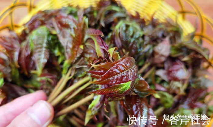 植物蛋白|买香椿，分清“红叶”和“绿叶”，口感差别大，弄懂再买不浪费钱