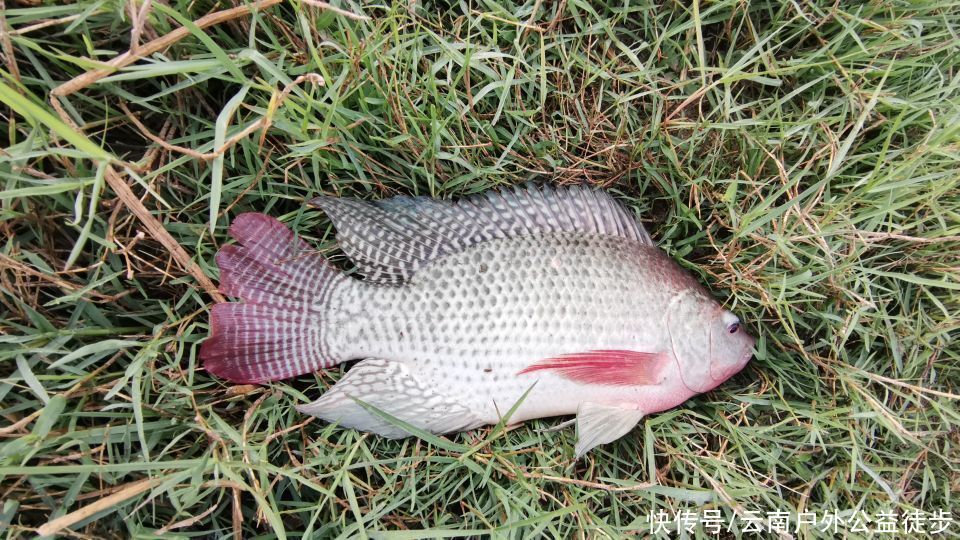 昆明|昆明周边楚雄鱼跳楼水库夜钓,老坛玉米挂钩,天亮终获野生大鲤鱼