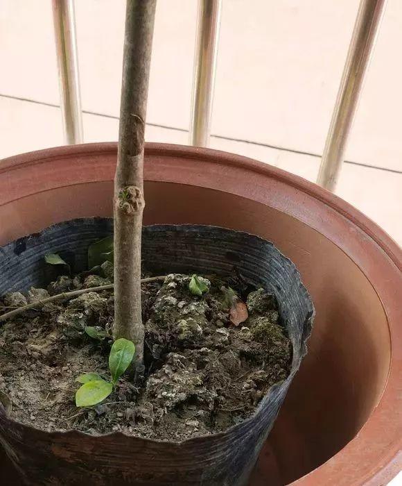 长寿月季花后赶紧剪一刀,剪完就开花,一直剪一直开!