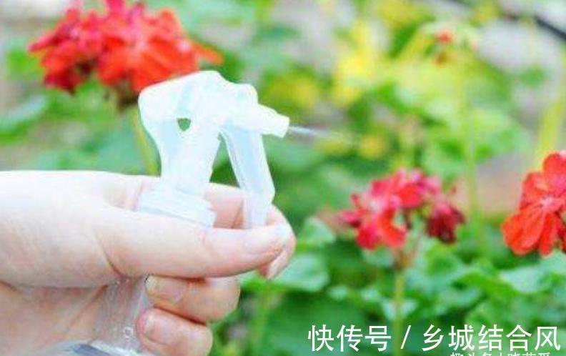 用这8种“废水”养花,青枝绿叶长得壮,开花鲜艳,环保又省钱