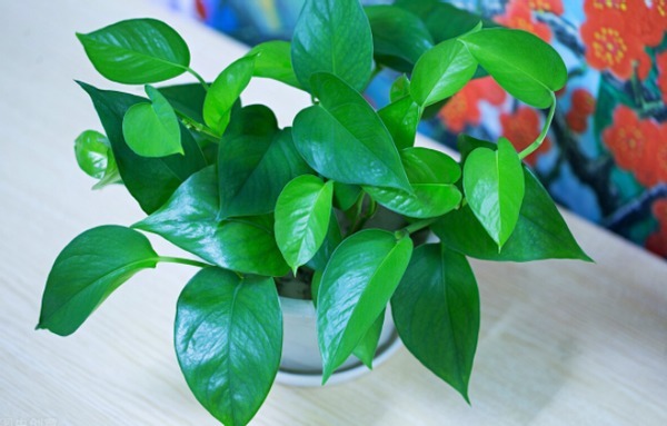 到了春天,规划给植物换盆的花友,该做到哪些事情?