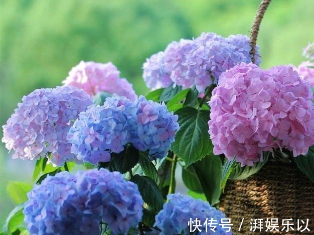 蓝冰|人见人爱“大绣球”,做到几点咋养都活,“红蓝相映”,变换无穷