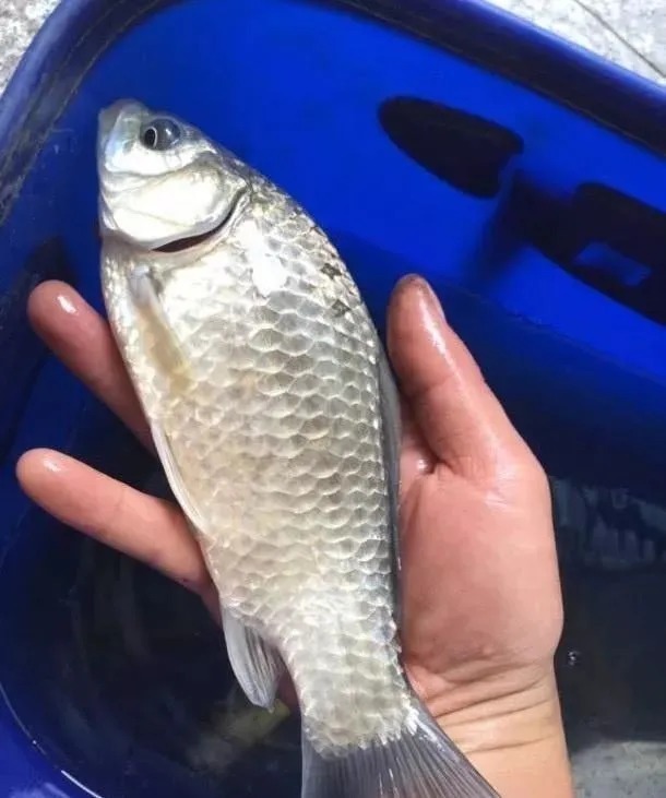 初冬钓鱼，做好这4点，除非水底没鱼，一般2小时就爆护了