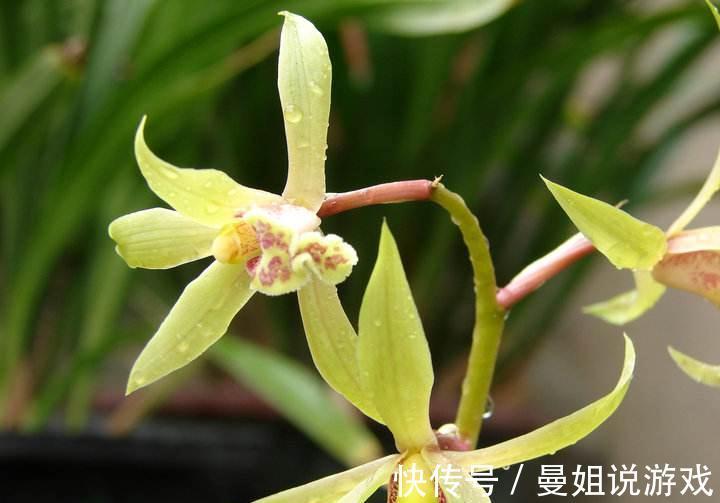 腐熟锯末养兰是个宝，该如何腐熟，怎样使用