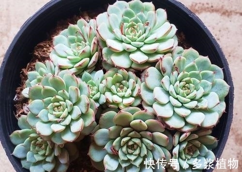 扦插|多肉繁殖,教你2个方法,新芽侧芽一起长,一盆变多盆!
