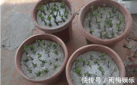 枝条|1种花，扦插就活，10天长根，能养成盆景，开成漂亮的“烟花”！