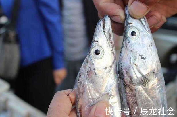 灭绝|这鱼以前泛滥成灾,如今却被人们吃到灭绝,一斤就要卖上万元!