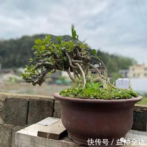 杜鹃花|这三种花，生来就是“醋坛子”，每月喝一口，枝繁叶茂，花开不断